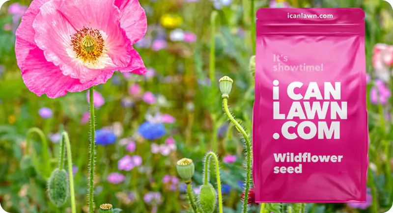 Absolutely Annuals Wildflower Seed Mix