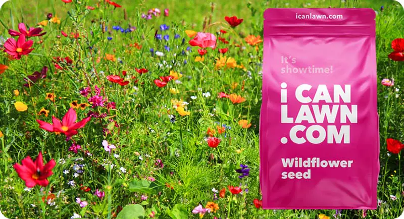 Bloomin' Marvellous Meadow Wildflower Seed Mix