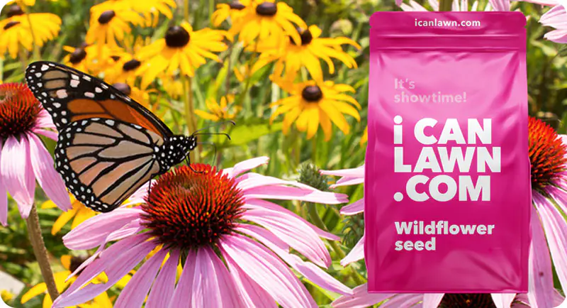 Hi Butterfly Wildflower Seed Mix