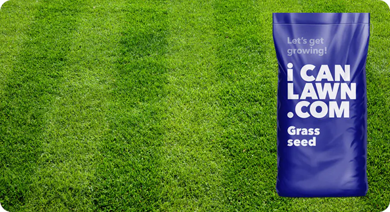 Super Fine Luxury Lawn Grass Seed