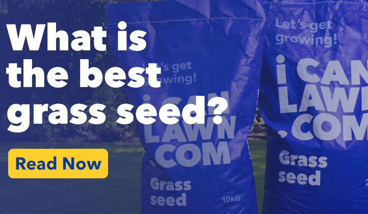 What is the best grass seed?