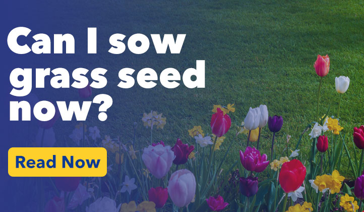 When can I sow grass seed?