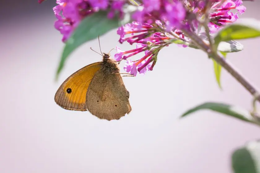 meadow brown UK butterfly