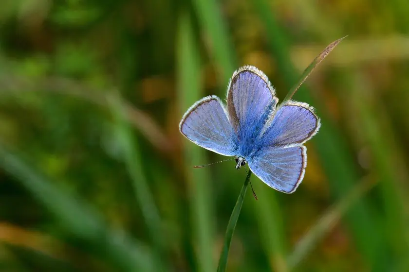 common blue UK butterfly