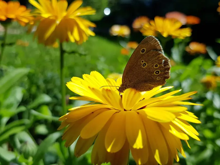 ringlet British butterfly