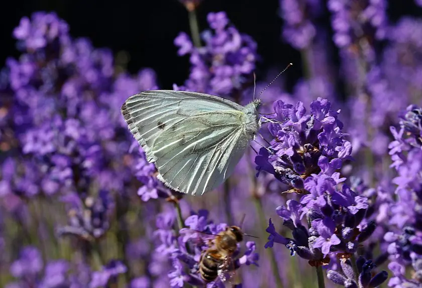 small cabbage white ling butterflies in the UK