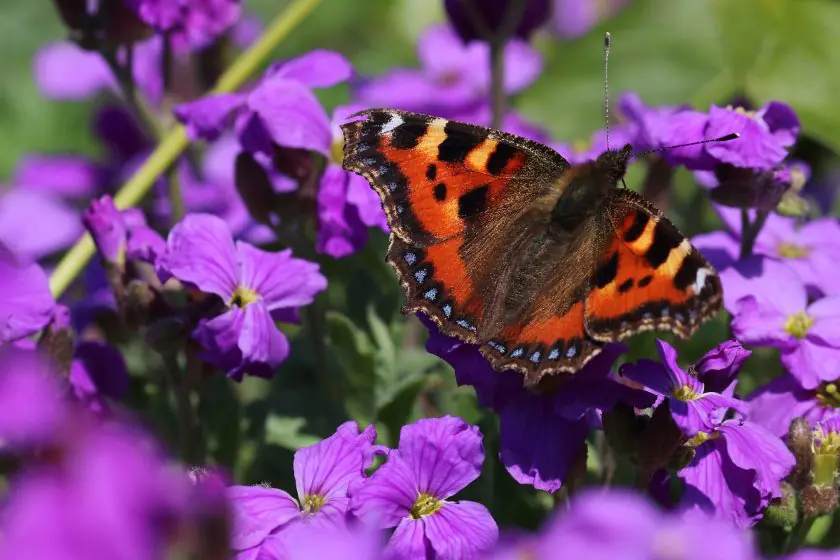 small tortoise shell butterfly