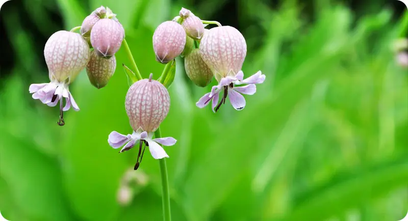 close up of bladder campion wildflower that grows in shade