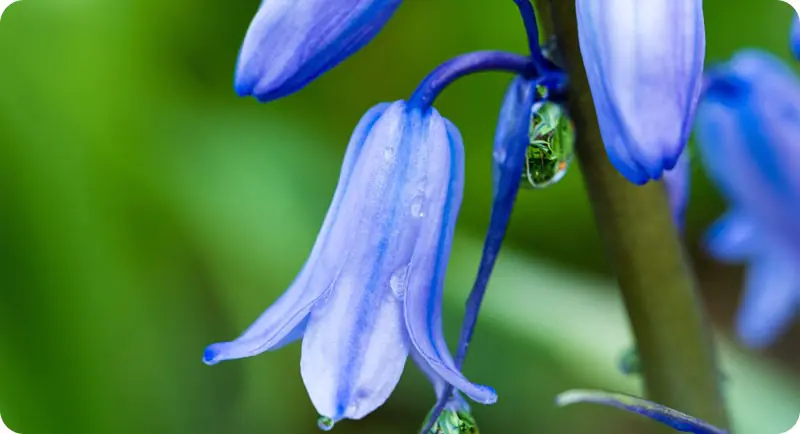close up of bluebell wildflower that grows in shade