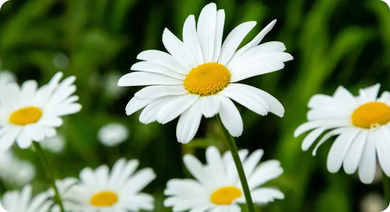 Close up image of oxeye daisy wildflower