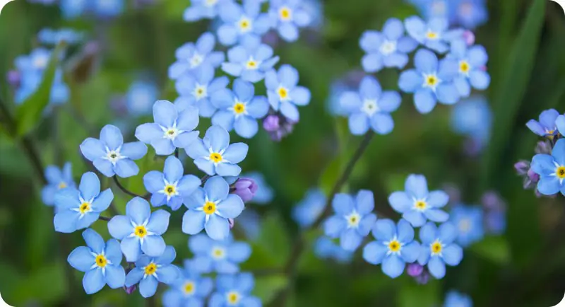 Close up of forget me not wildflower that grows in shade