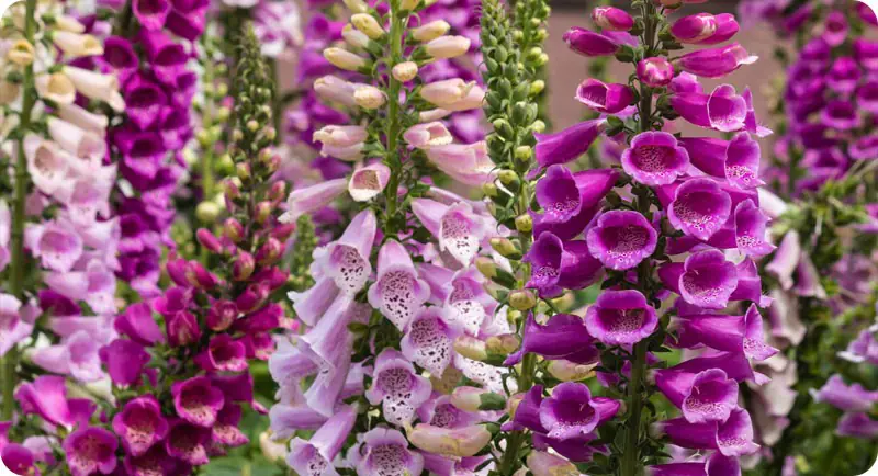 Close up of foxglove that grows in shade