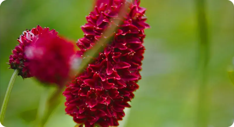 Close up image of greater burnet wildflower