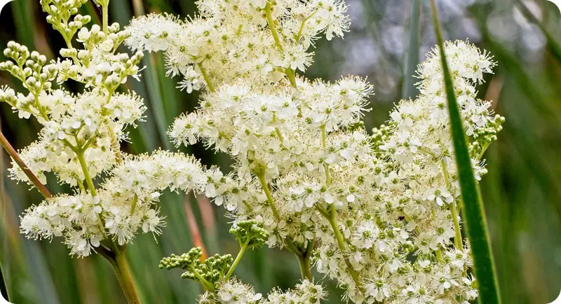 close up of meadowsweet wildflower that grows in shade