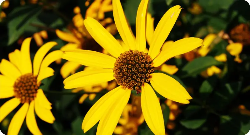 Close up image of oxeye sunflower wildflower