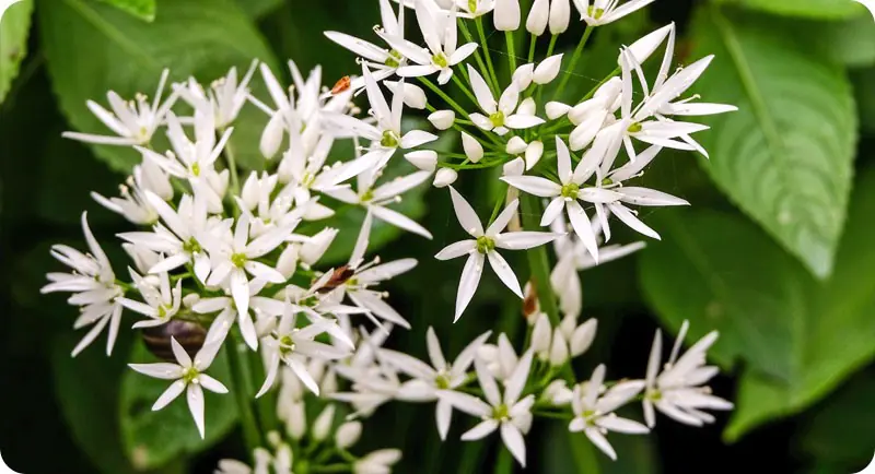 Close up of ramsons wildflower that grows in shade