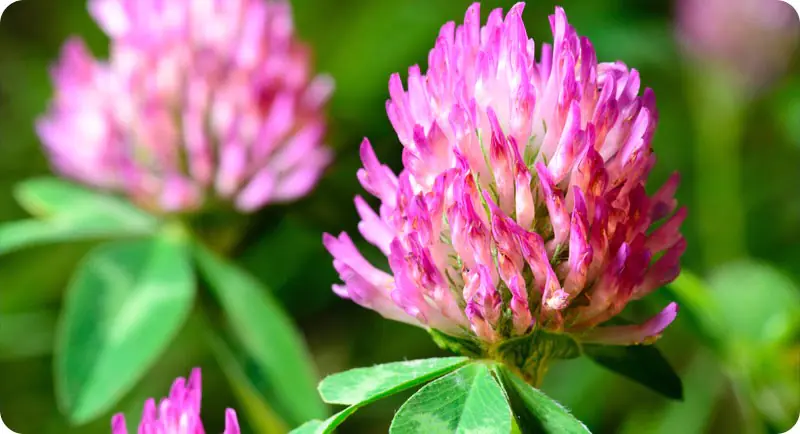 Close up image of red clover wildflower