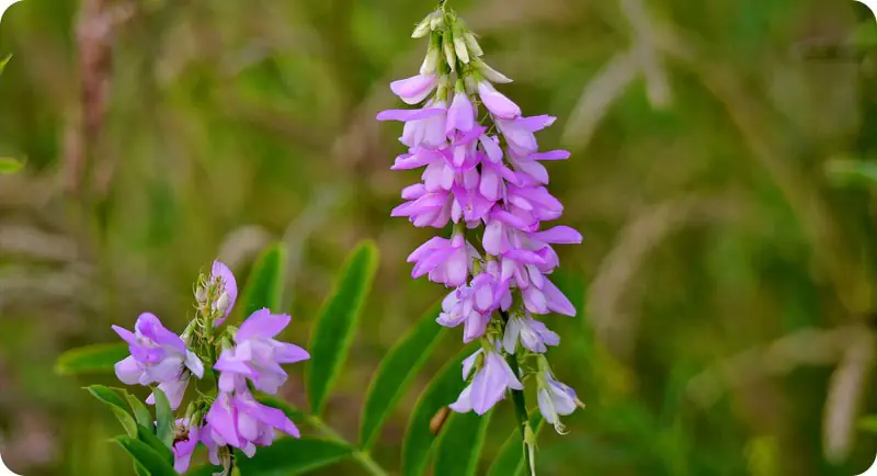 Close up image of tufted vetch wildflower