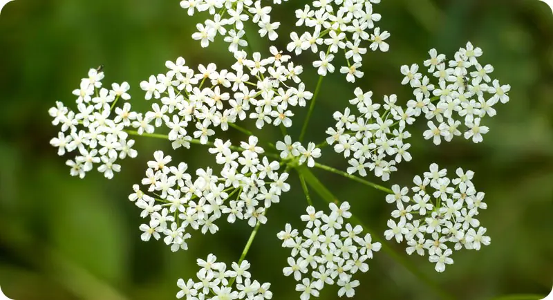 Close up image of wild carrot wildflower