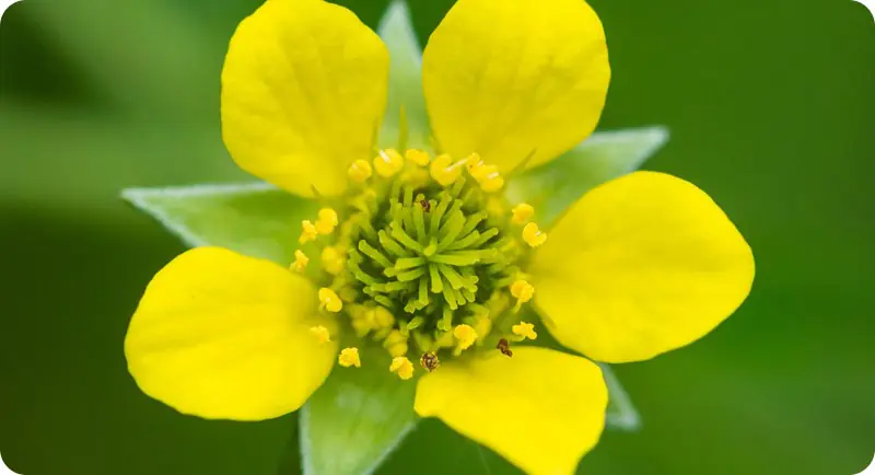 close up of wood avens wildflower that grows in shade