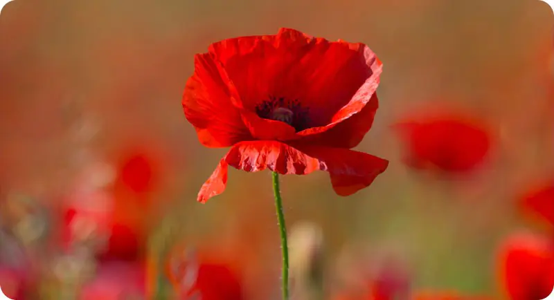 Close up image of red poppy wildflower