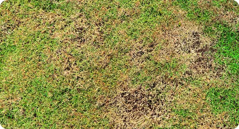 thinning lawn to reseed a patchy lawn