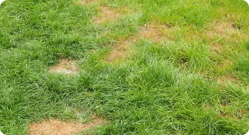 lawn pests and fungus cause dying grass 