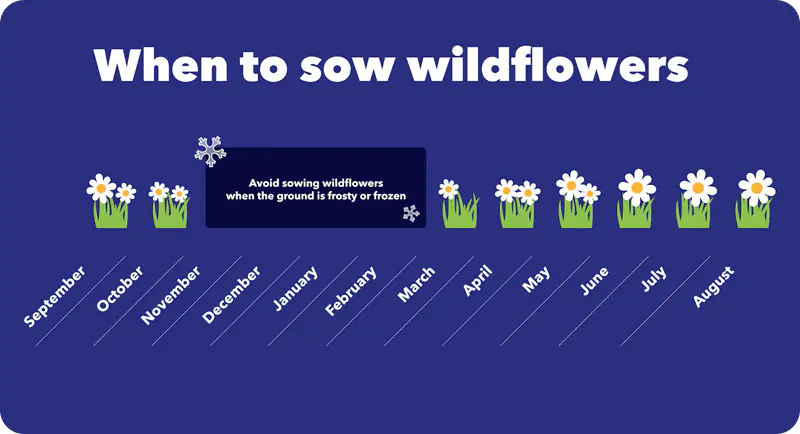 how to grow a wildflower garden