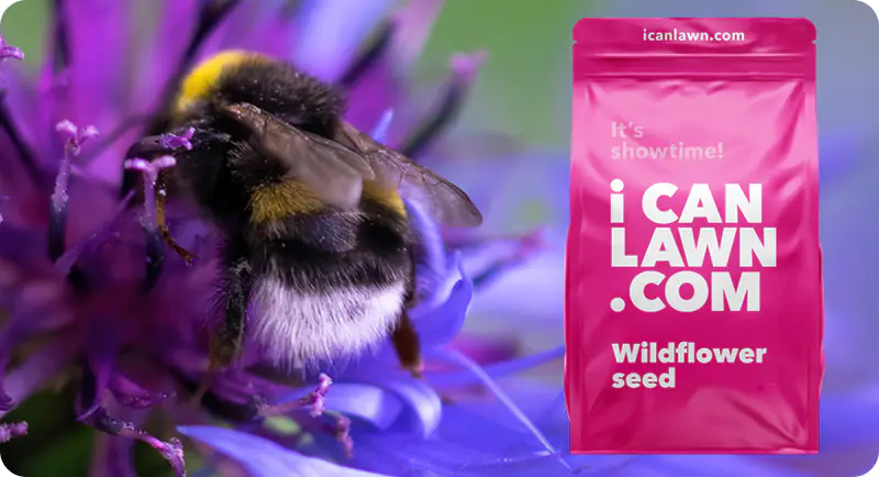 Bees Please Wildflower Seed Mix | iCANLAWN.com