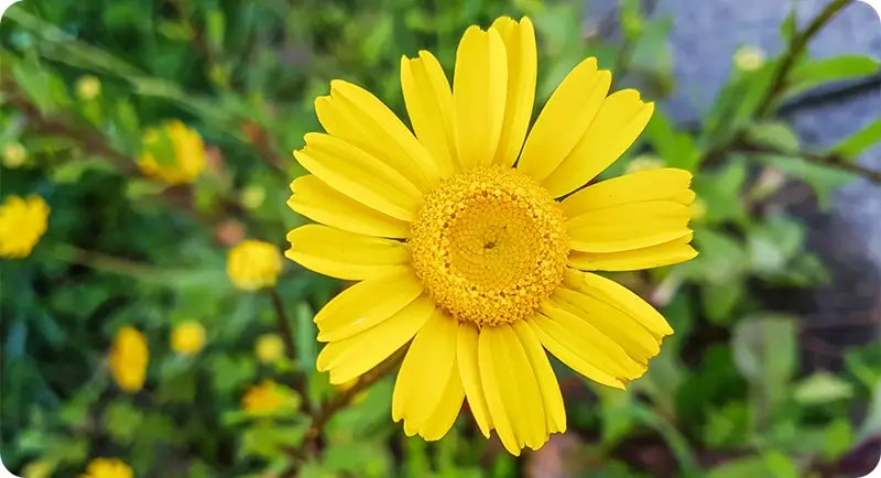Corn Marigold wildflower