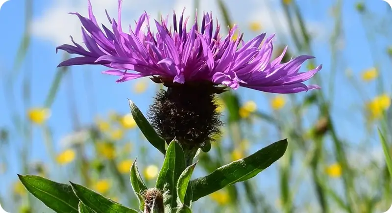 Greater Knapweed wildflower