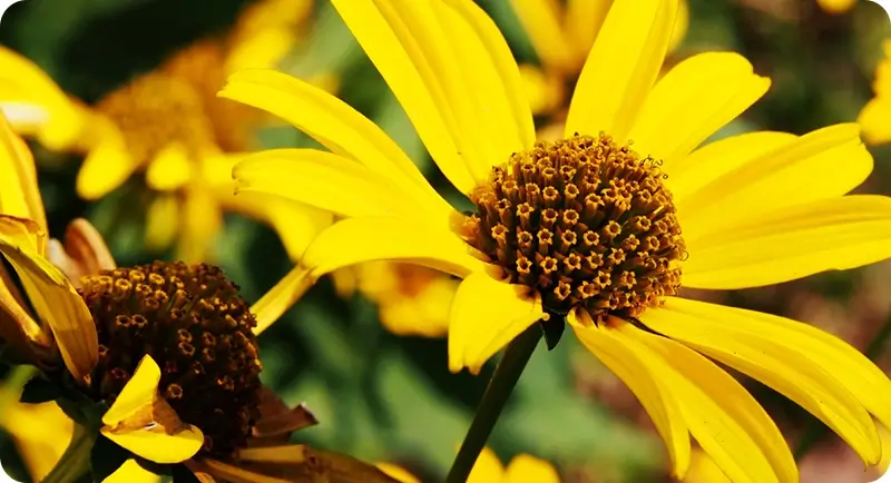 Oxeye Sunflower wildflower