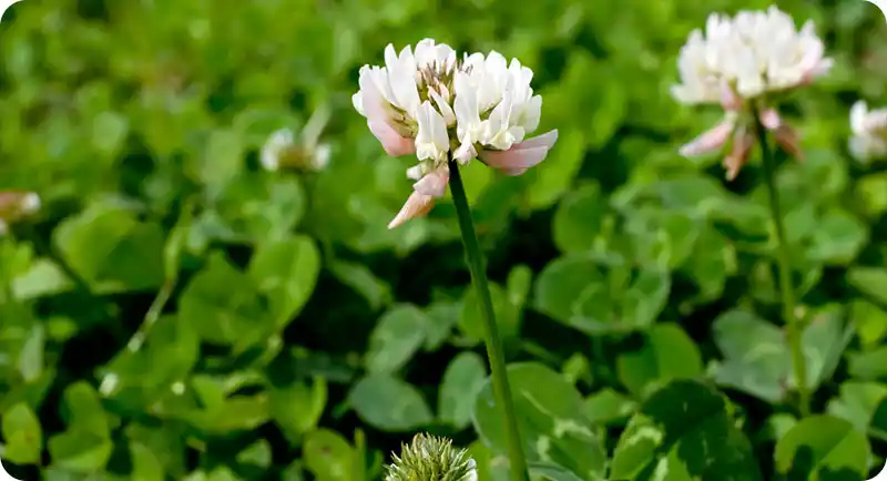 UK common clover weed