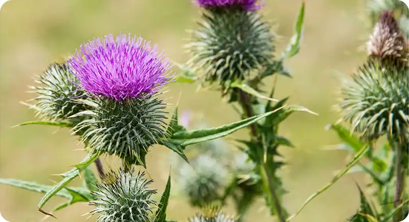 Thistle common weed UK