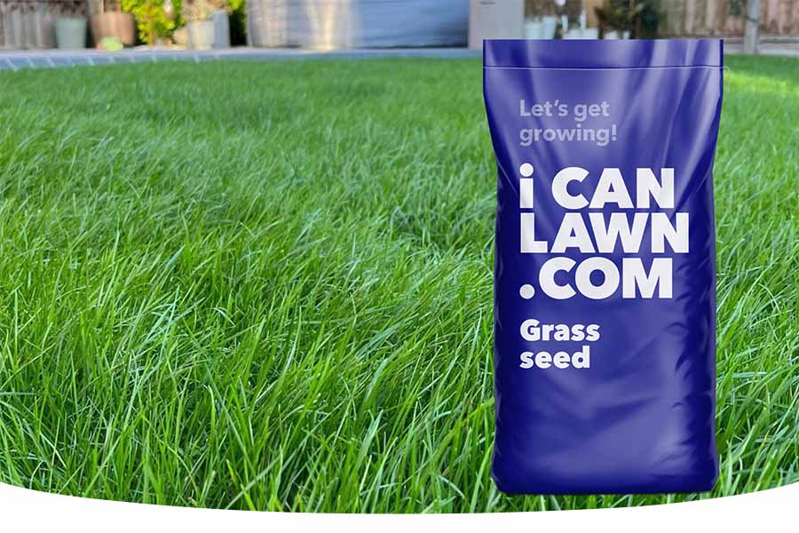 Best Grass Seed Mixes for Lawns 2024