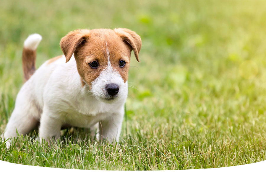 Dog pee patches on grass garden lawn