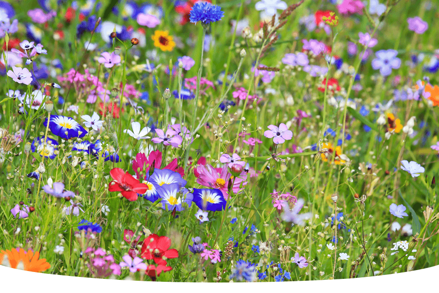 How long does it take wildflowers to grow