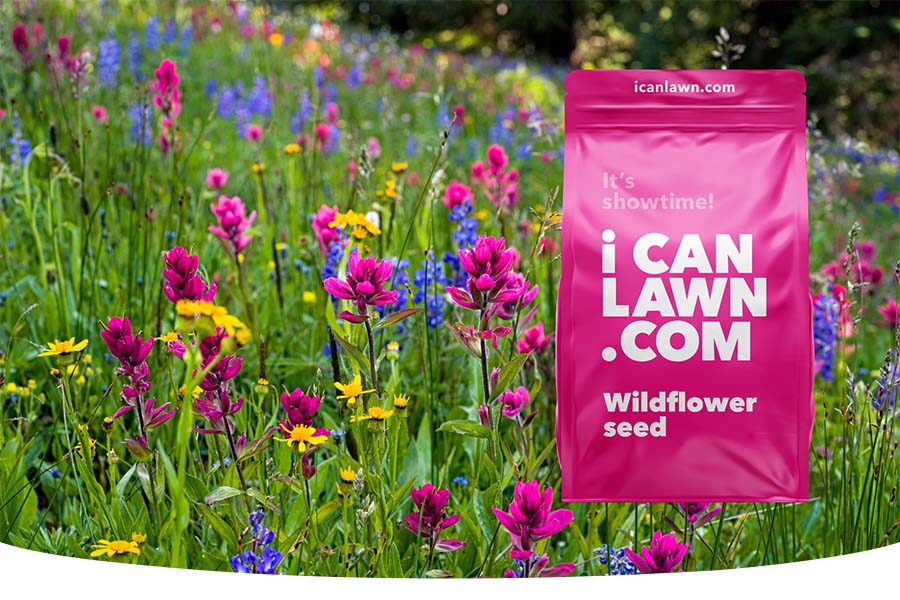 The best wildflower seed mixes for your garden