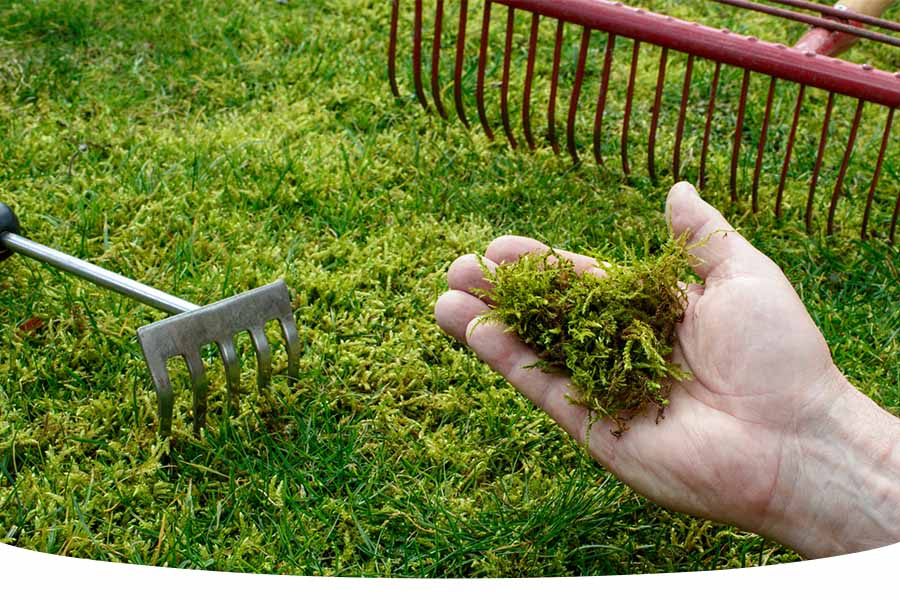 When to weed and feed lawns UK