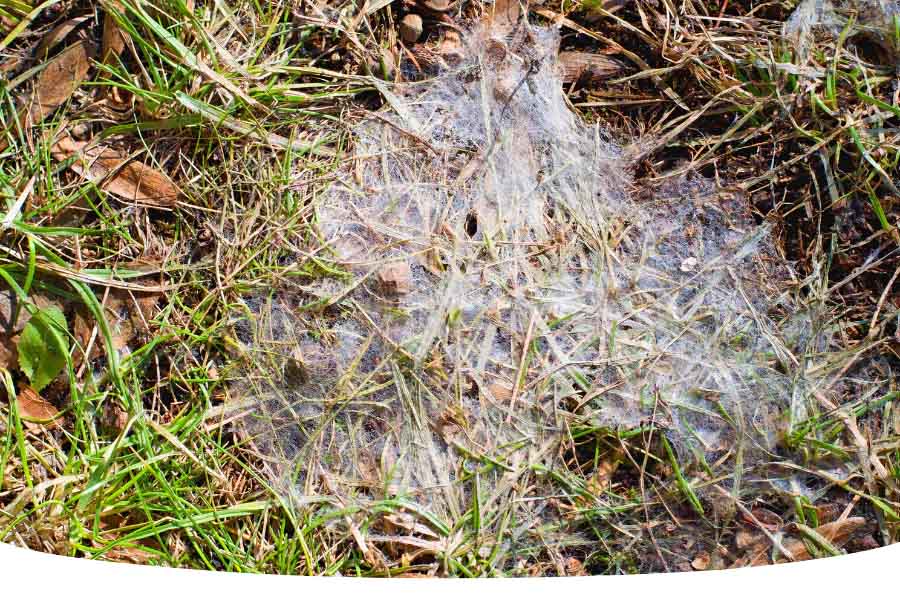 lawn grass with common UK lawn disease