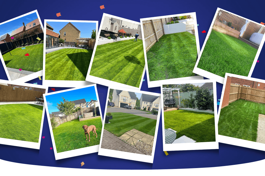 Collage of icanlawns best lawns of 2023