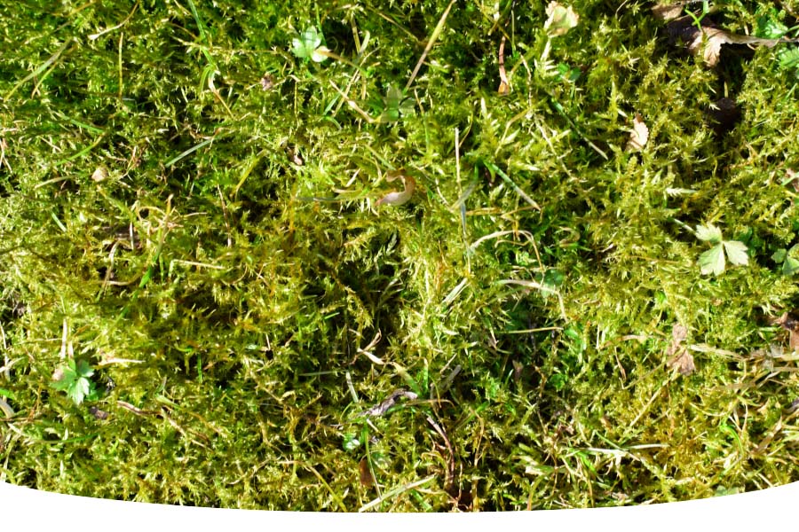 how to get rid of moss in your garden lawn