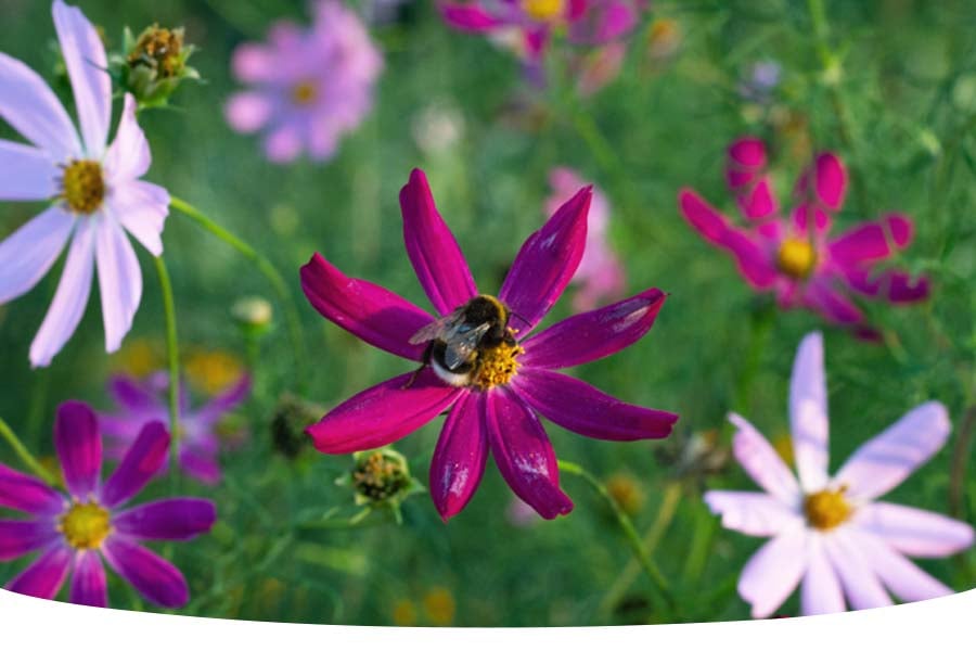 ten facts about bees you see in the UK