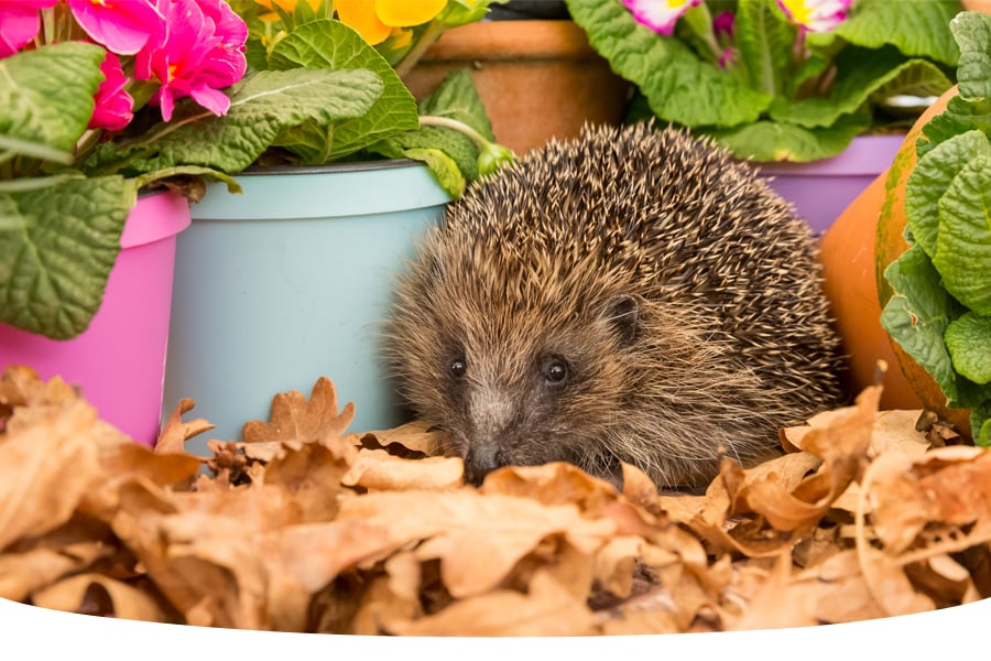 facts about hedgehogs in your garden UK