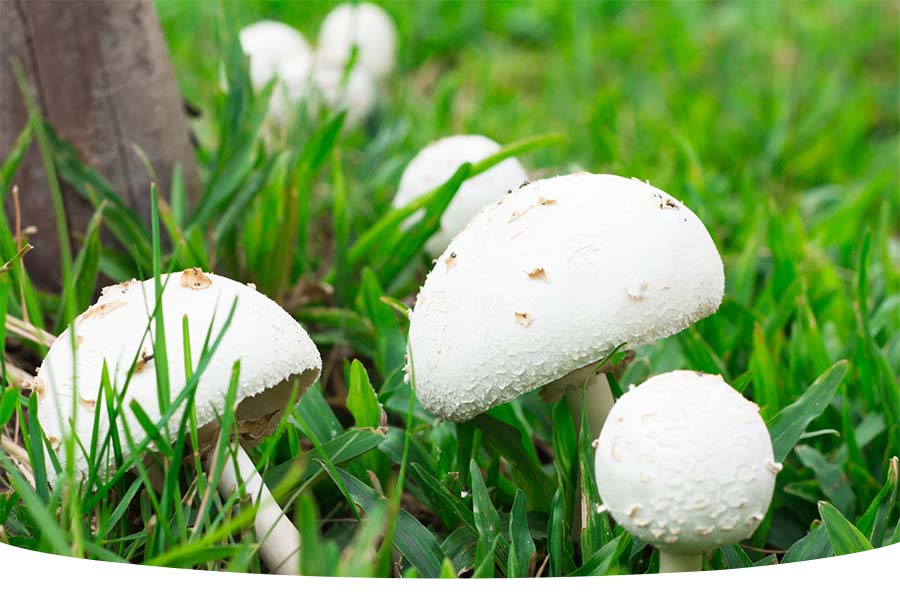 wild mushrooms on UK garden lawn control them