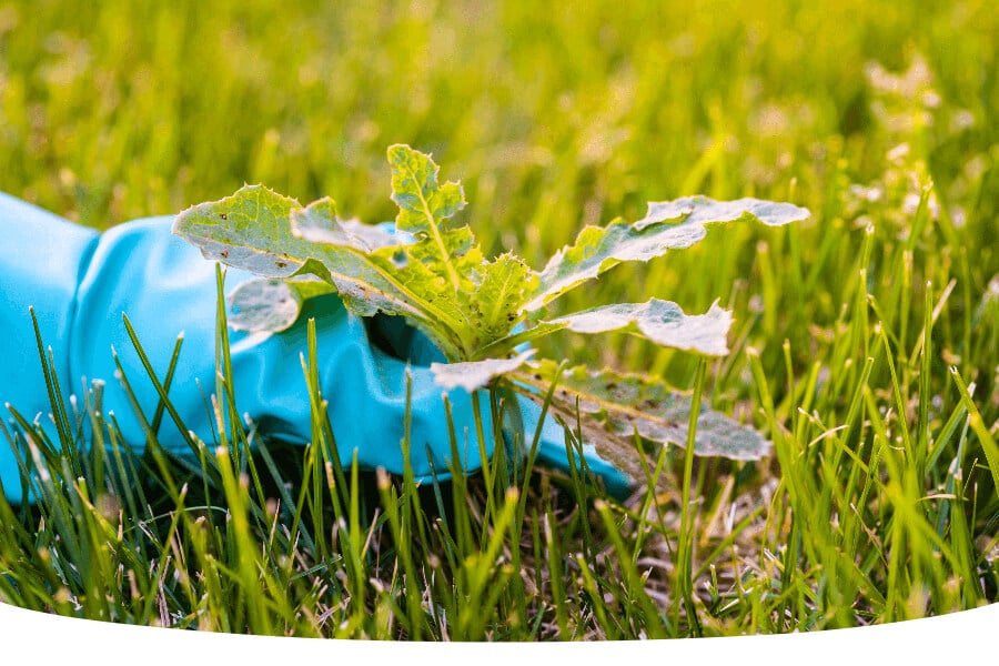 How to control weeds in a newly seeded lawn