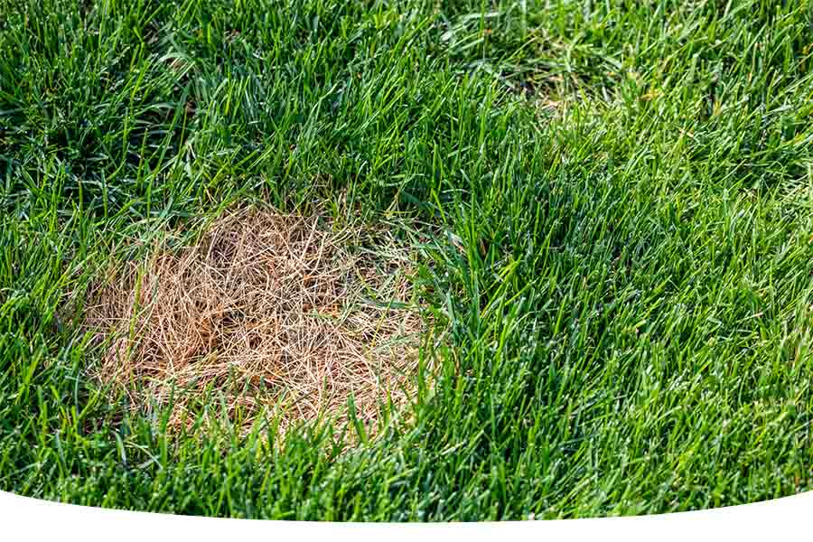 How to plant grass seed in bare spots