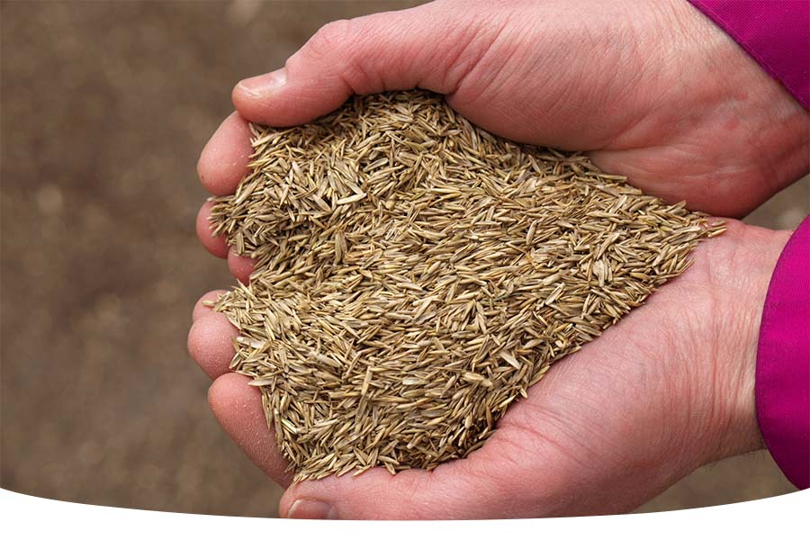 hand holding seed on how to sow grass seed