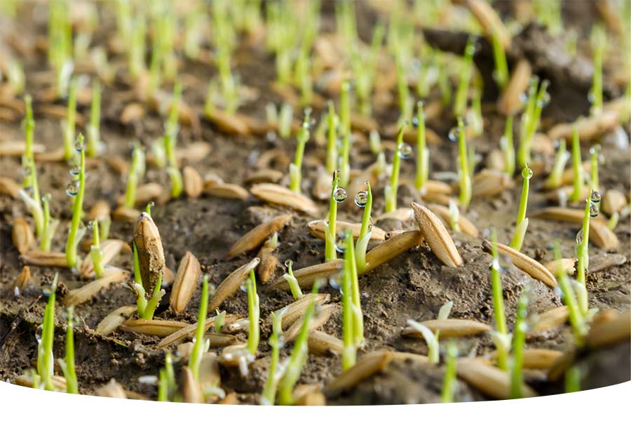 How to speed up grass seed germination