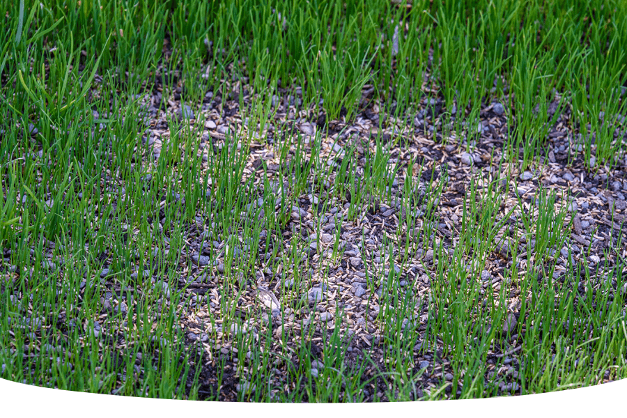 Is it too late to sow grass seed?